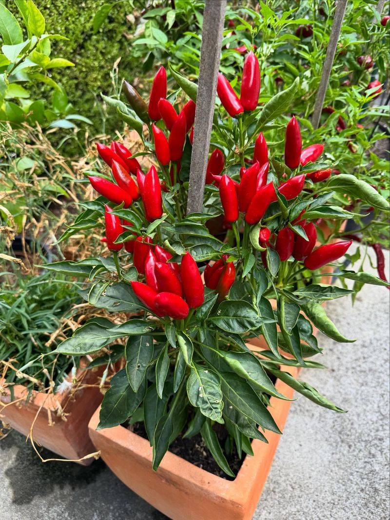 Peppers Grow Well In Containers And Compact Garden Beds