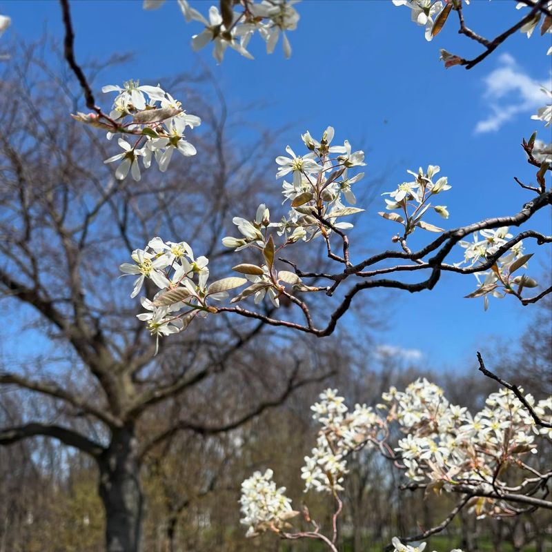 Serviceberry Blooms From Established Buds