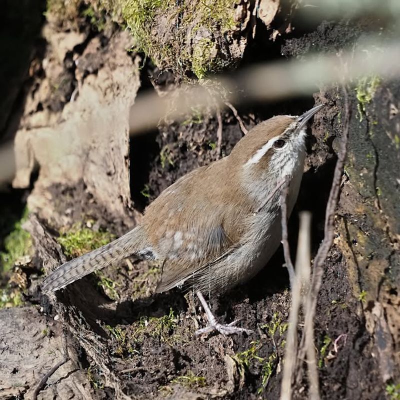 Bewick's Wren