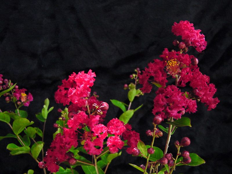 Christiana Blooms Early With Deep Red Flower Clusters