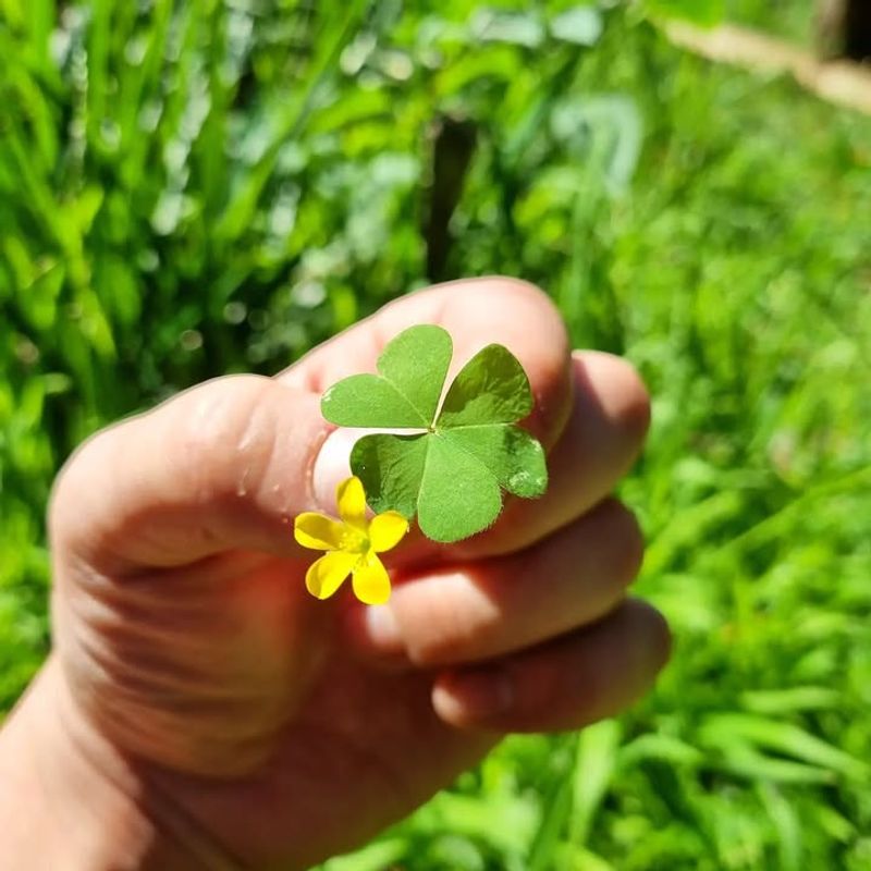 Oxalis (Sourgrass)