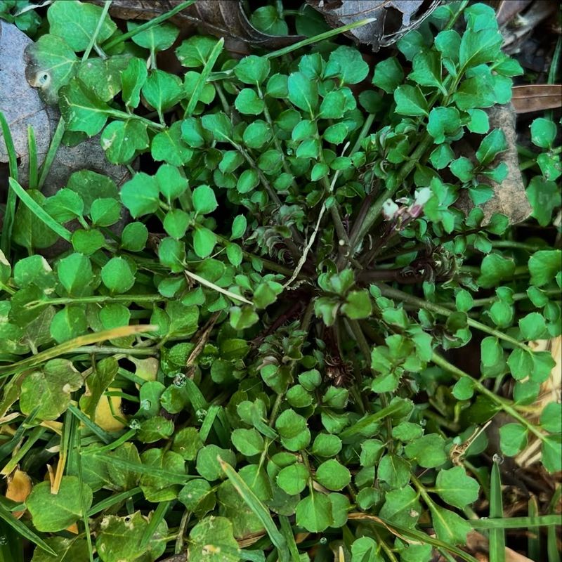 Creeping Charlie (Ground Ivy)