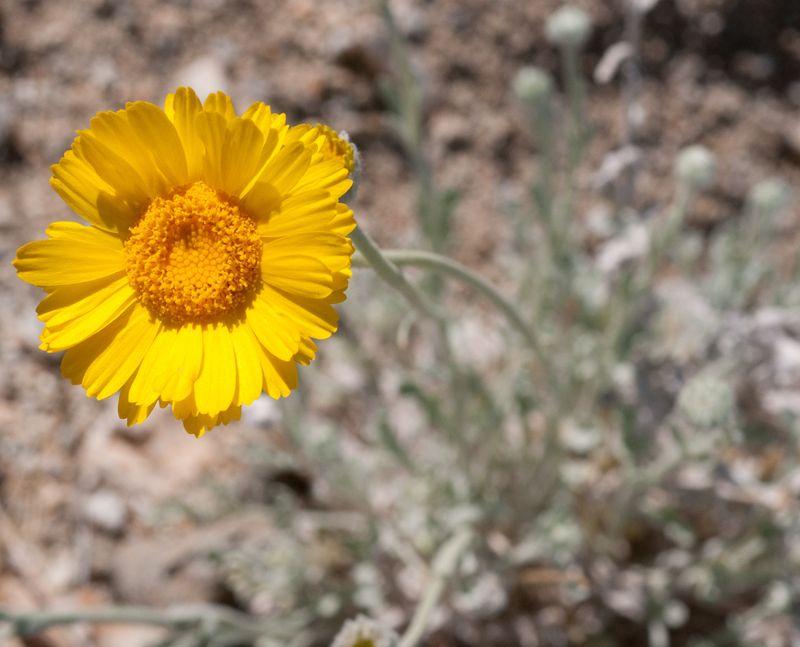 Desert Sunflower (Geraea Canescens)