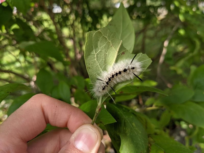 You Don't Need To Remove Them From Your Garden