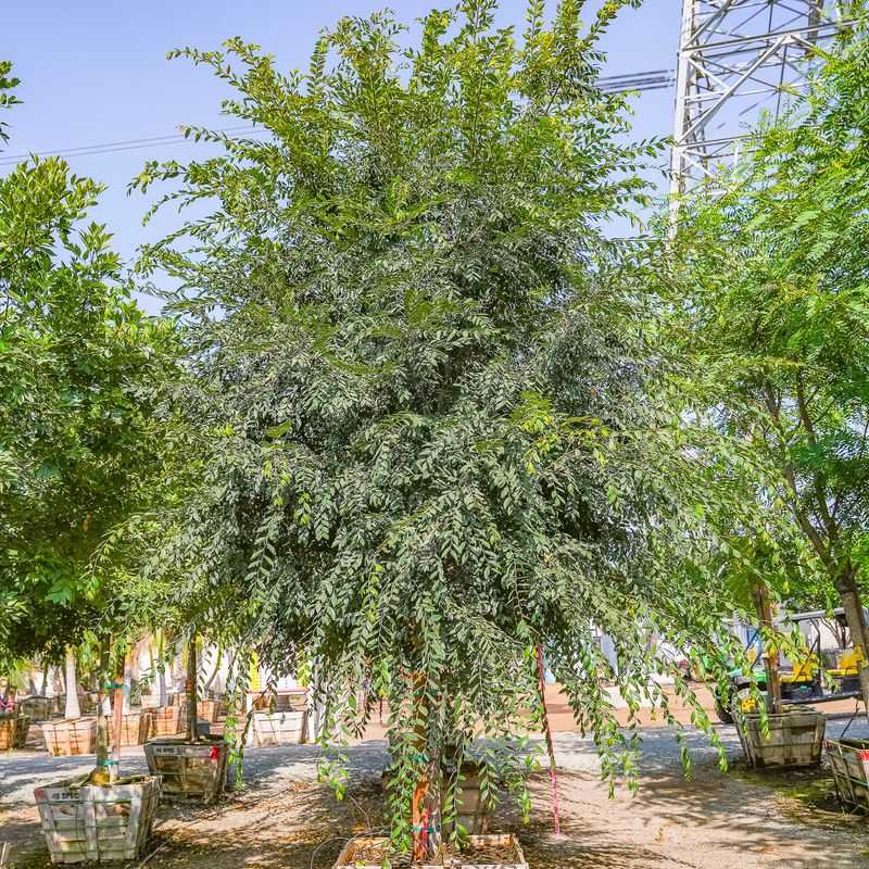 Chinese Elm Forms A Large Summer Cooling Crown