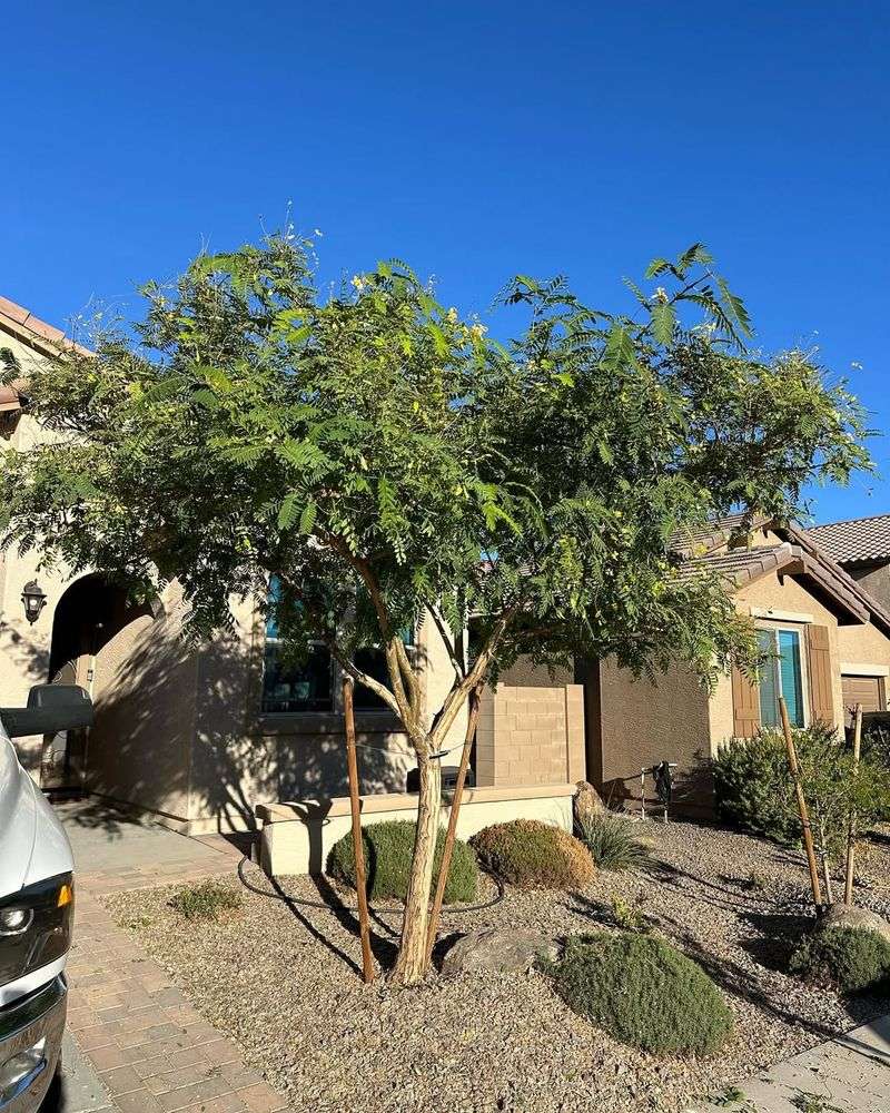 Tipu Tree Grows Fast And Forms A Dense Canopy