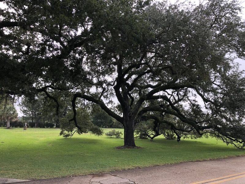 Water Oak Looks Healthy Until It Is Not