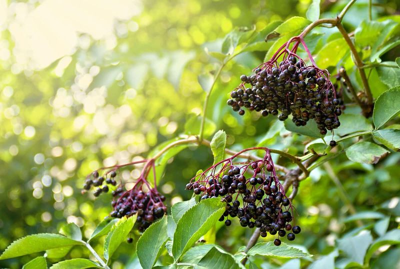 Elderberry (Sambucus Species)
