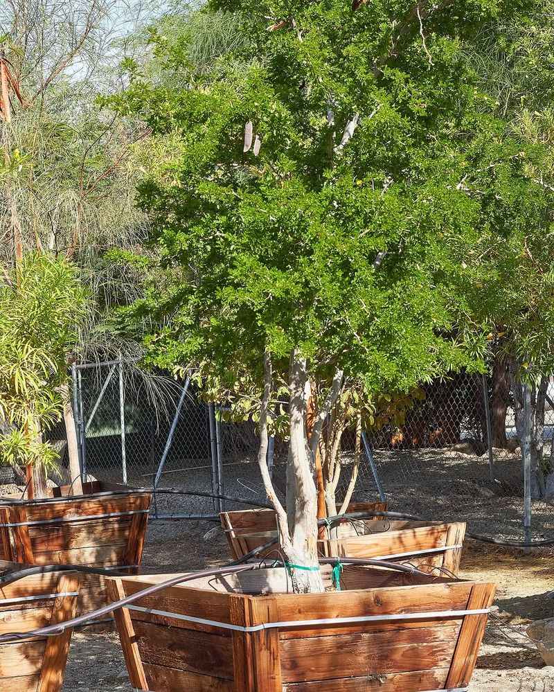 Texas Ebony Develops Thick Shade In Intense Sun