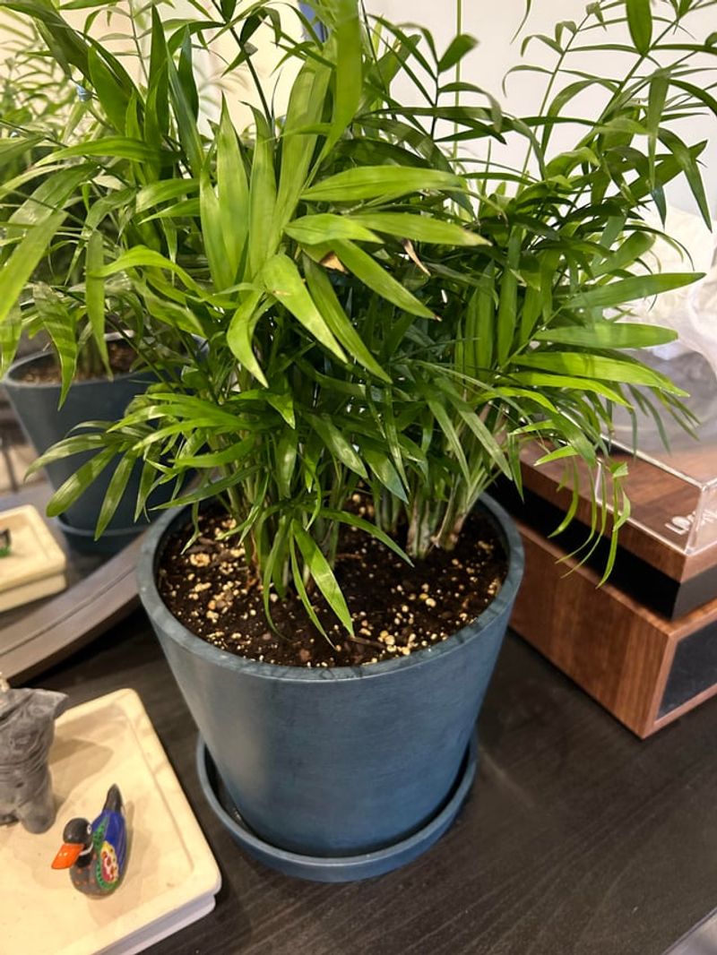 Parlor Palm (Chamaedorea elegans)