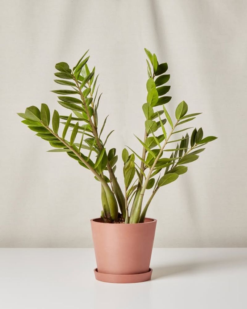 ZZ Plant The Nearly Indestructible Choice