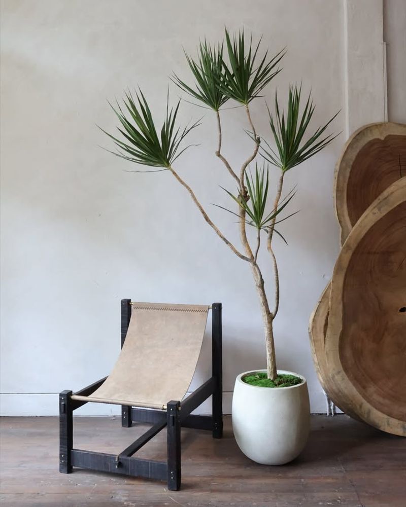 Dracaena Marginata Adds Height With Sleek Sculptural Lines