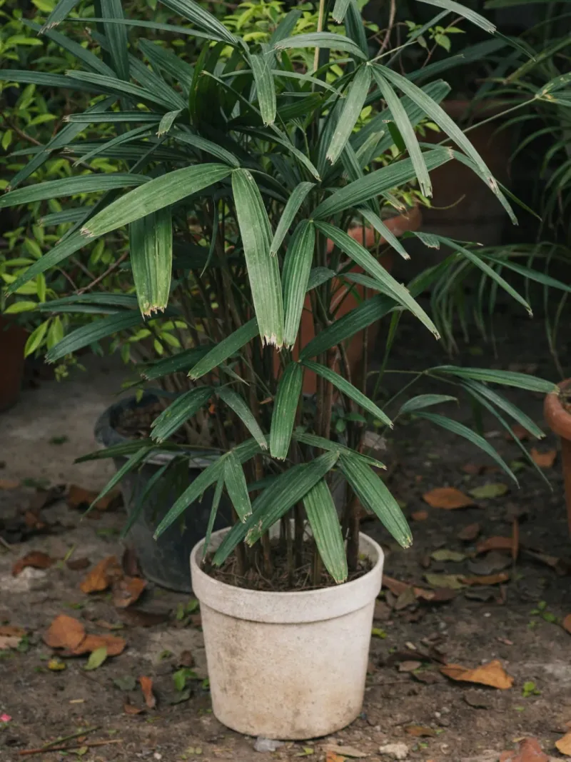 Lady Palm Adds Elegant Texture To Entryways