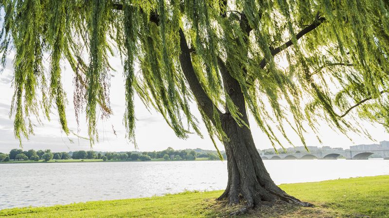 Weeping Willow Breaks Easily And Spreads Roots