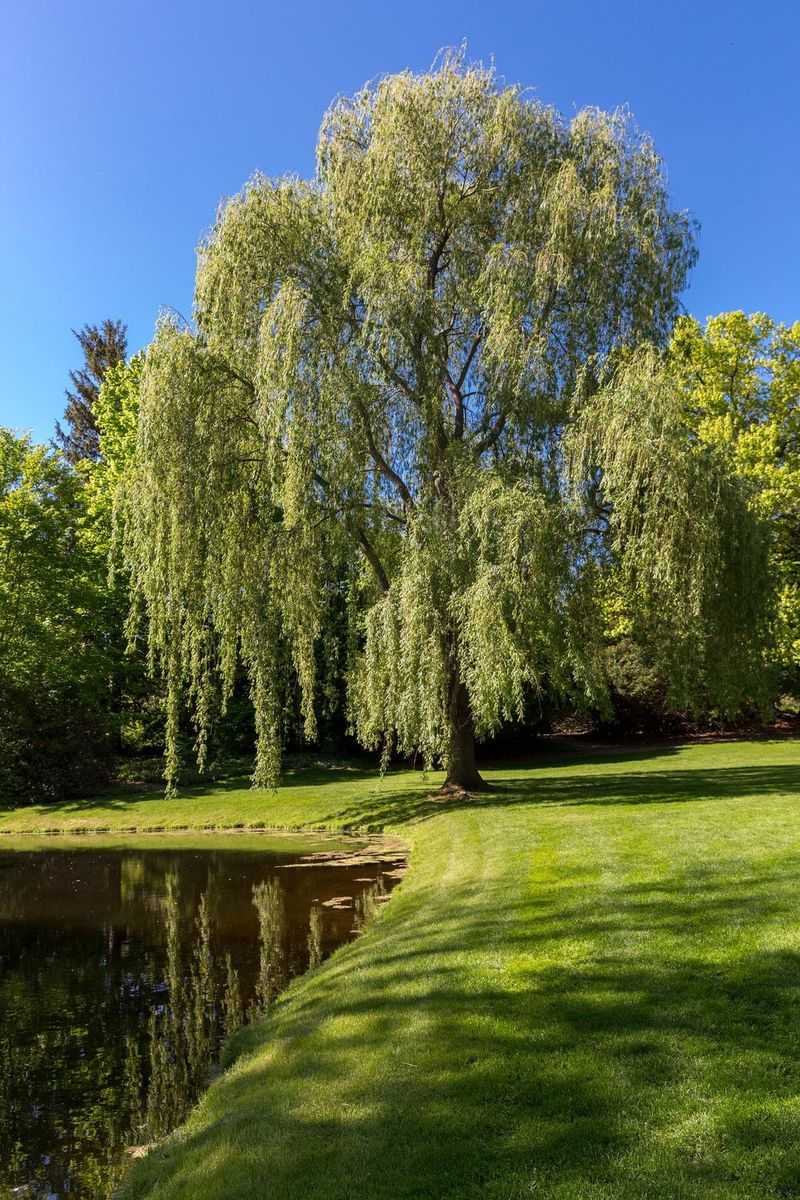 Weeping Willow With The Graceful Droop