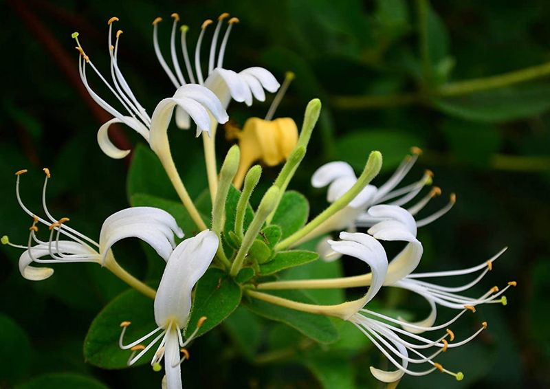 Japanese Honeysuckle