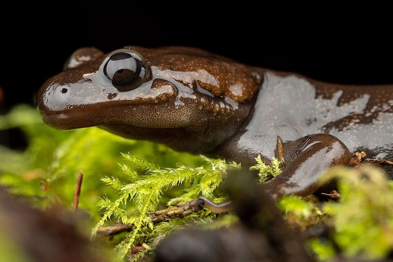 Frogs And Salamanders Explore Garden Ponds And Moist Areas