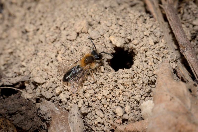 Ground-Nesting Bees Start Excavating Soil