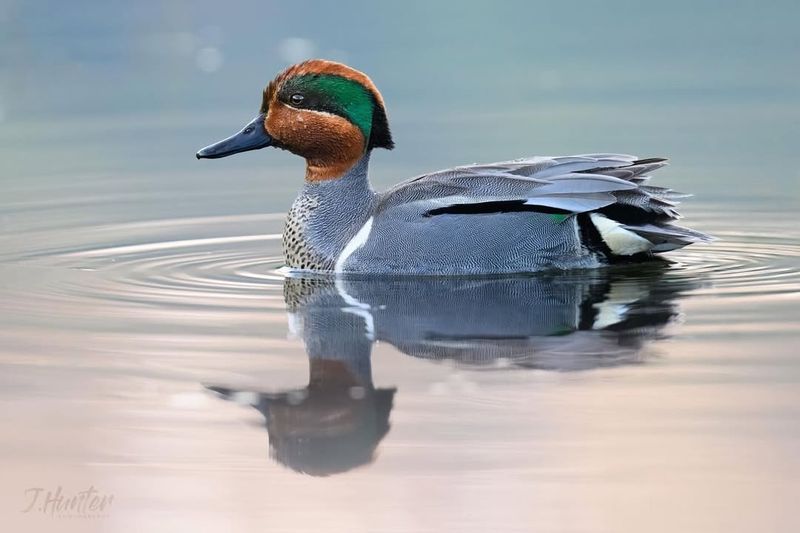 Green-Winged Teal The Flashy Feathered Friend
