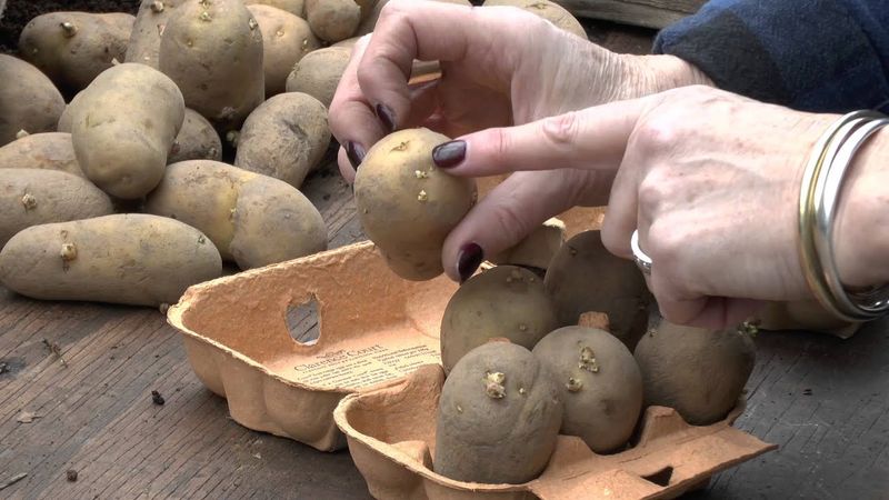 Chit And Plant Method That Gives Potatoes A Head Start