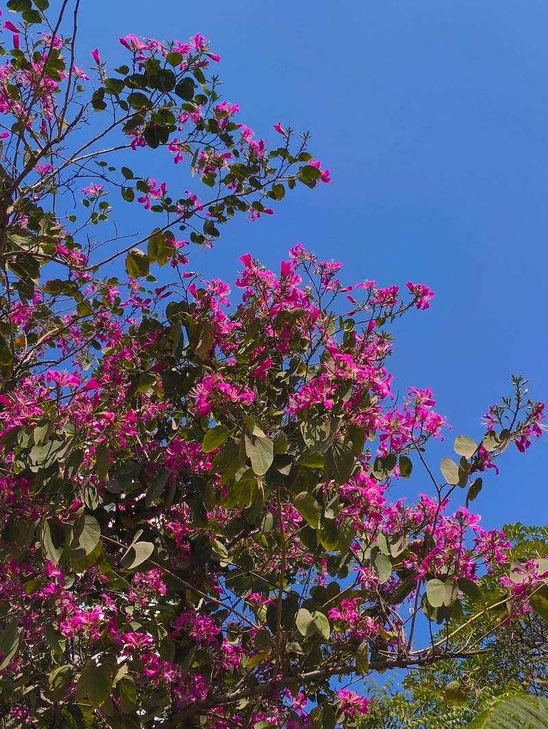 Orchid Tree Adds Tropical Looking Blooms And Moderate Shade