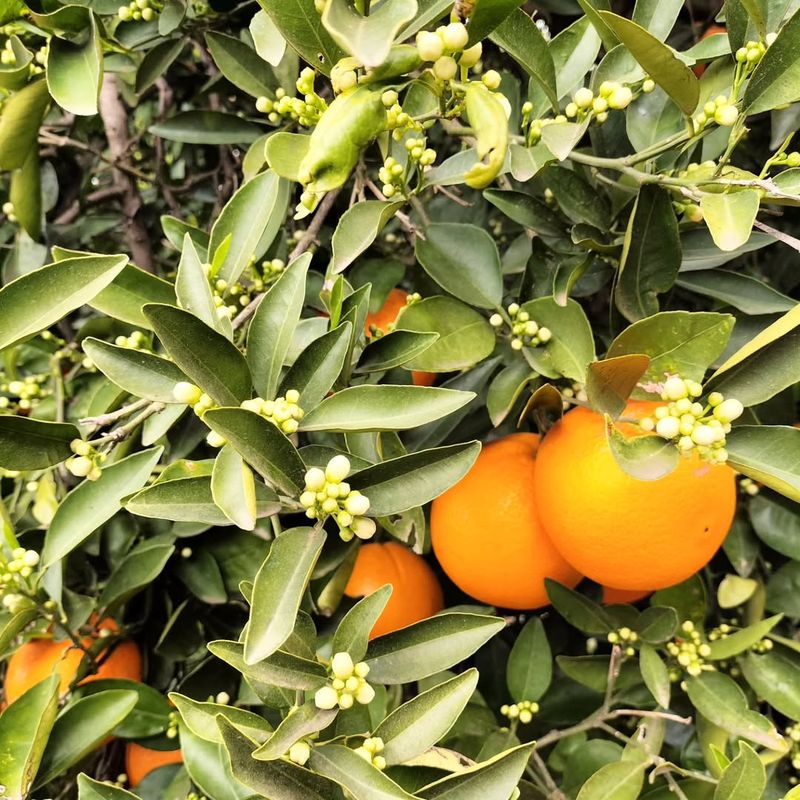 Citrus Trees Risk Sunburn If Pruned Too Early