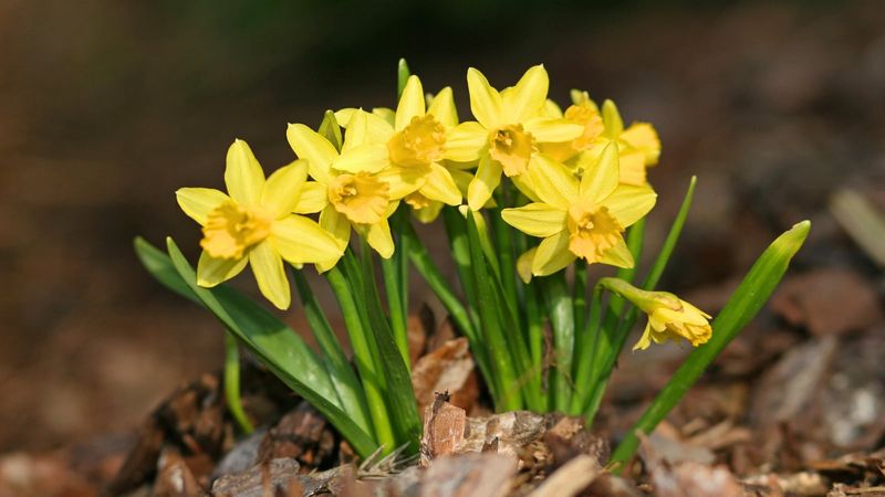Daffodils