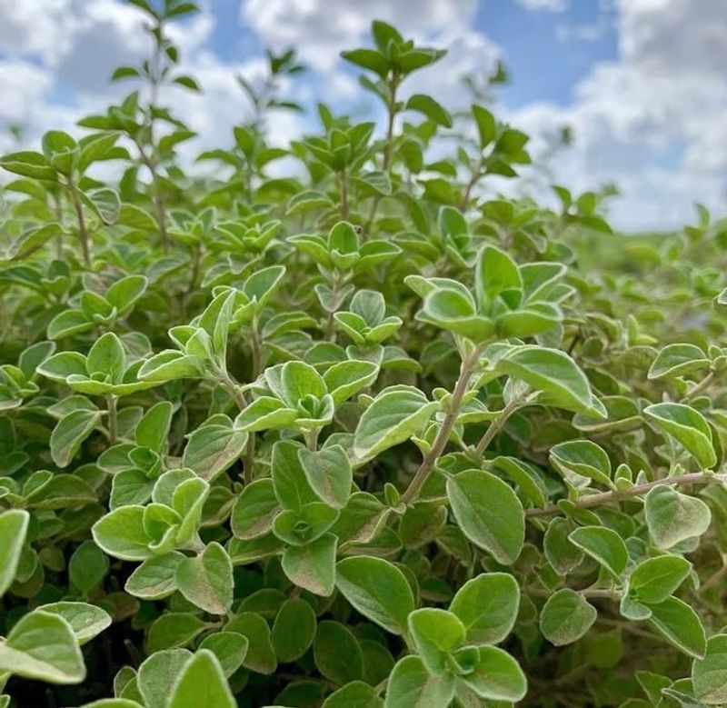 Oregano