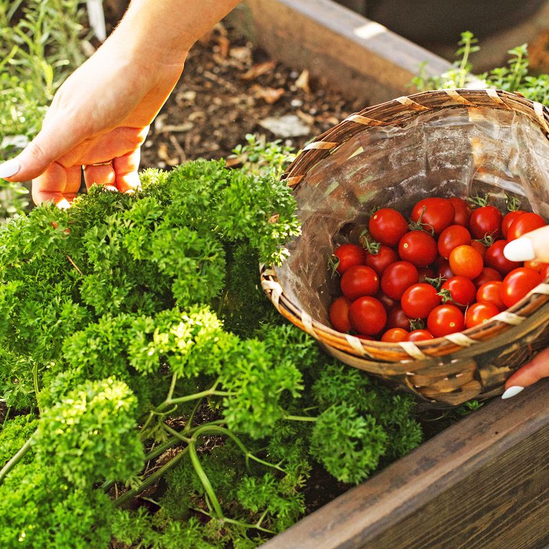 Parsley Brings Helpful Insects Close To Tomato Plants