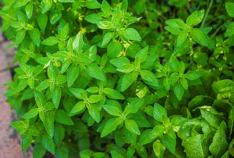 Oregano Spreads Easily And Handles Ohio Winters Well