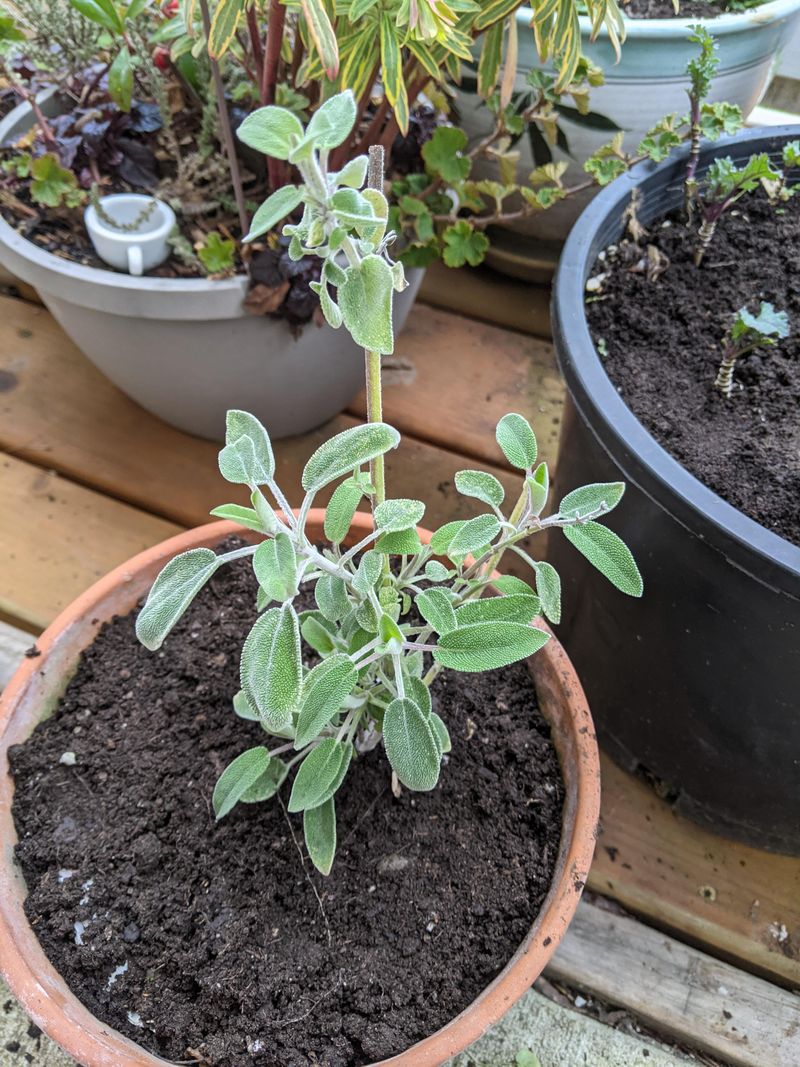 Sage: Sturdy Roots Need Space