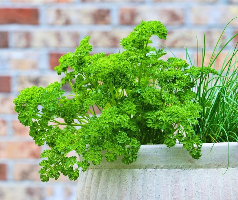 Parsley Stays Fresh Most Of The Year