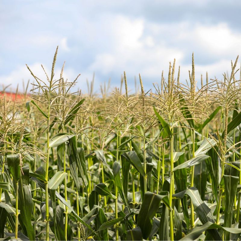 Corn Competes With Tomatoes For Nutrients And Garden Space