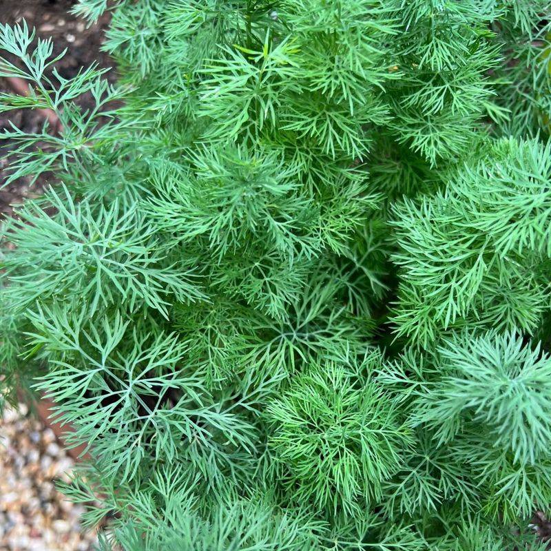 Dill Sprouts Well Before Soil Fully Warms