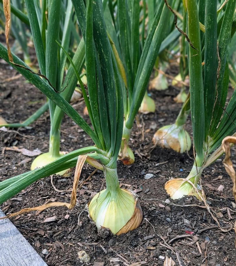 Onions That Help Protect Tomatoes From Garden Pests