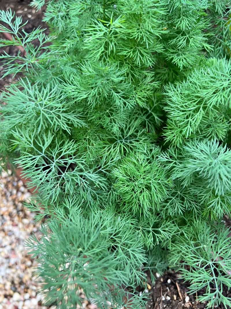 Dill That Offers Fragrant Foliage And Attracts Insects