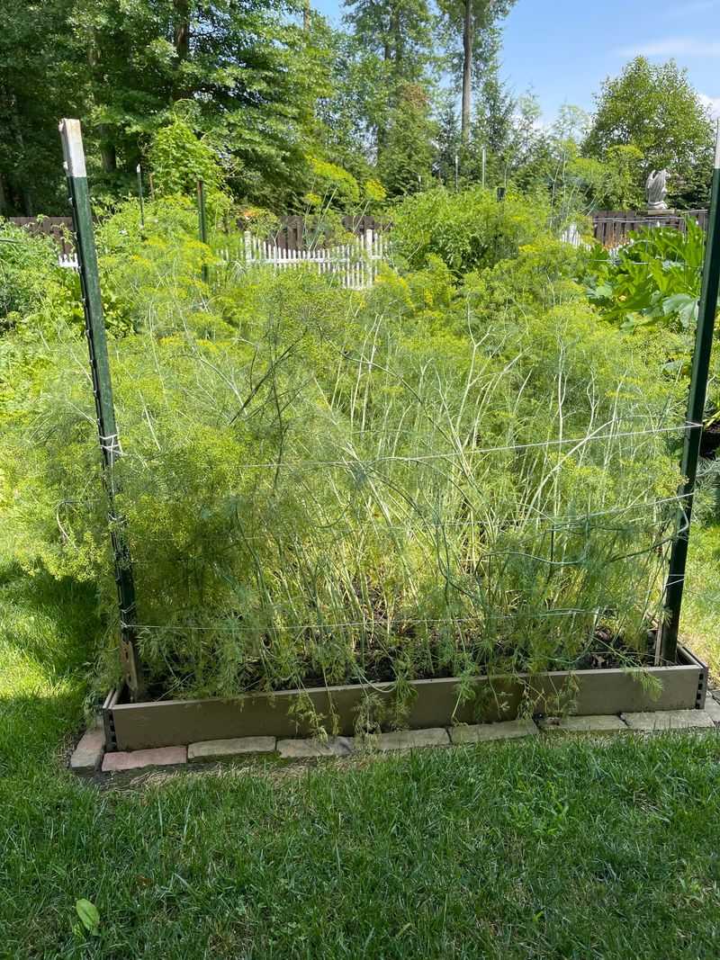 Dill Sprouts Fast For Spring Salads And Pickles