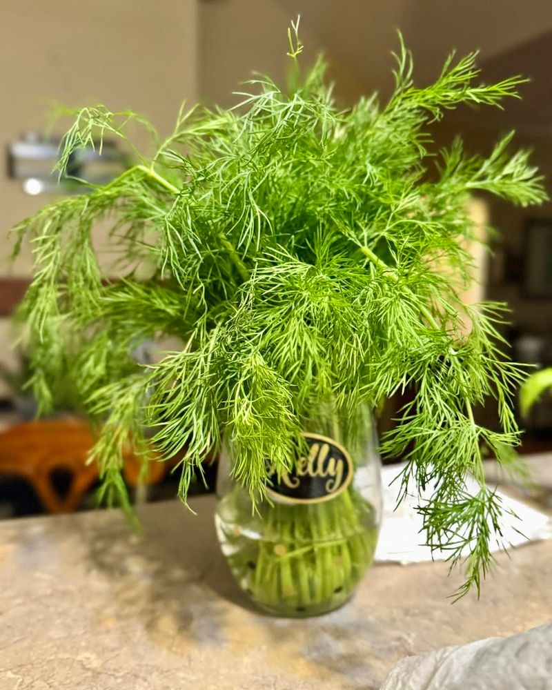 Dill With Feathery, Flavor-Packed Foliage