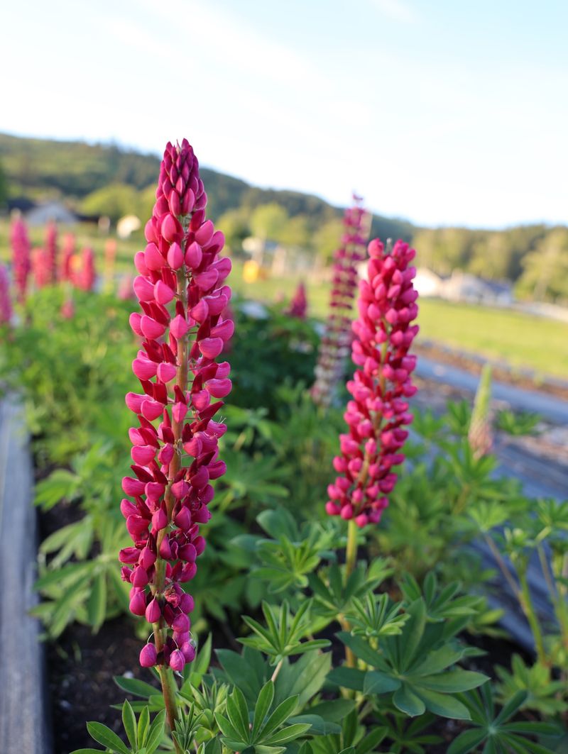 Lupine