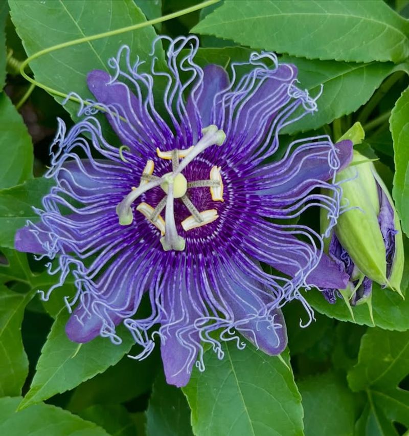 Passionflower