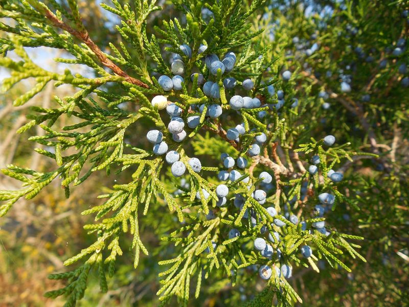 Eastern Red Cedar (Juniperus Virginiana)