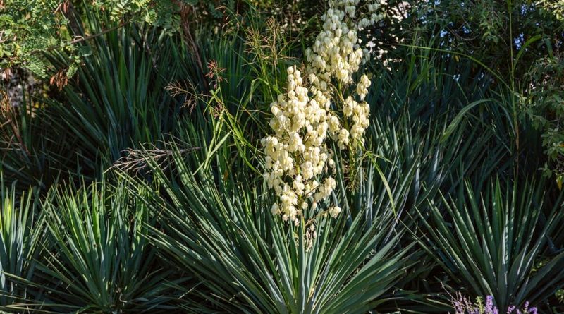 Twistleaf Yucca (Yucca Rupicola)