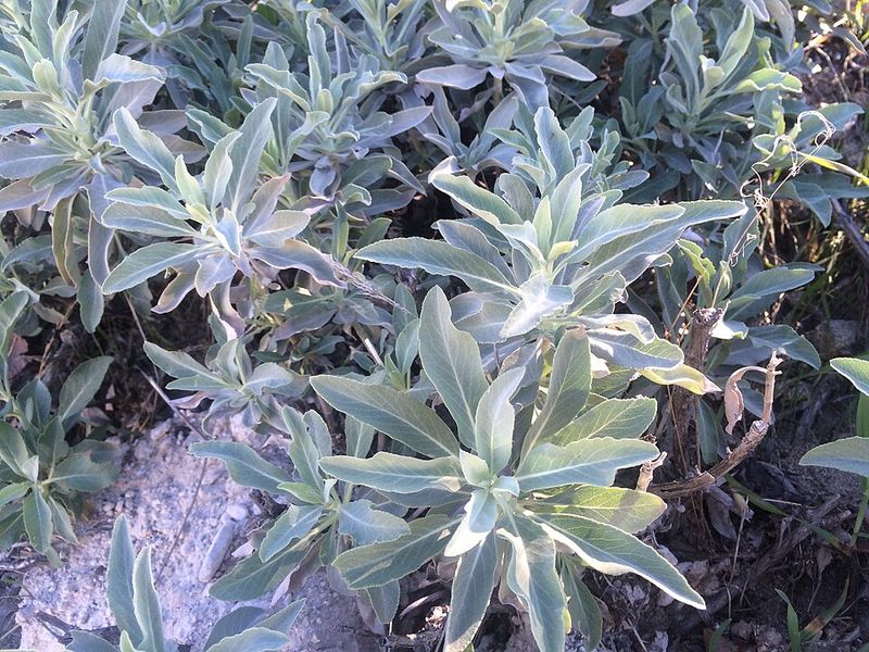 Autumn Sage For White Sage