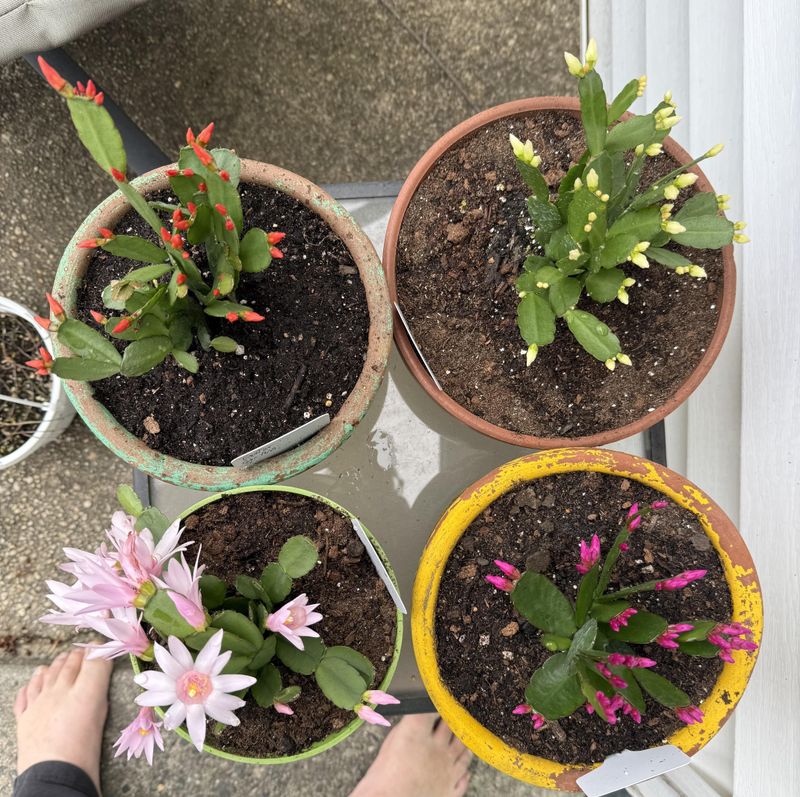 Use Well-Draining Soil To Prevent Heat And Root Stress