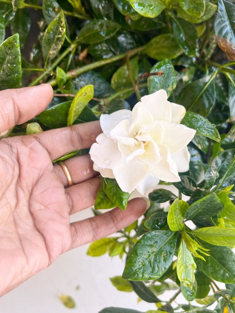 Plant Gardenias Where They Get Morning Sun And Afternoon Shade