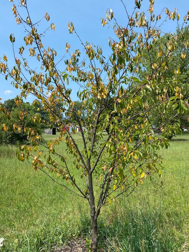 Pick A Sunny Spot With Fast Draining Soil