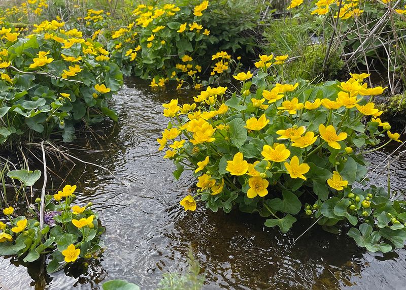 Plant Marsh Marigolds In Rich Wet Soil