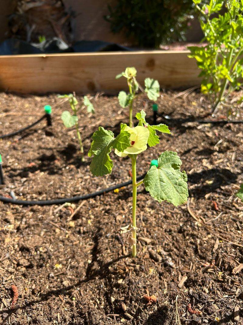 Wait For Warm Soil Before Planting