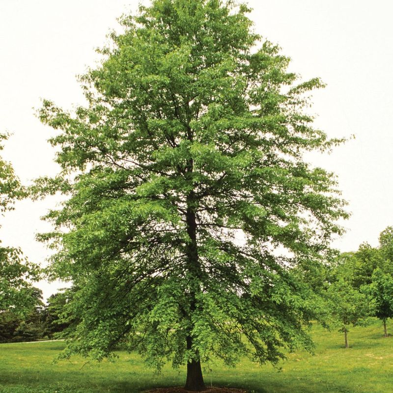 Plant Pin Oak In Heavy Clay And Wet Soil