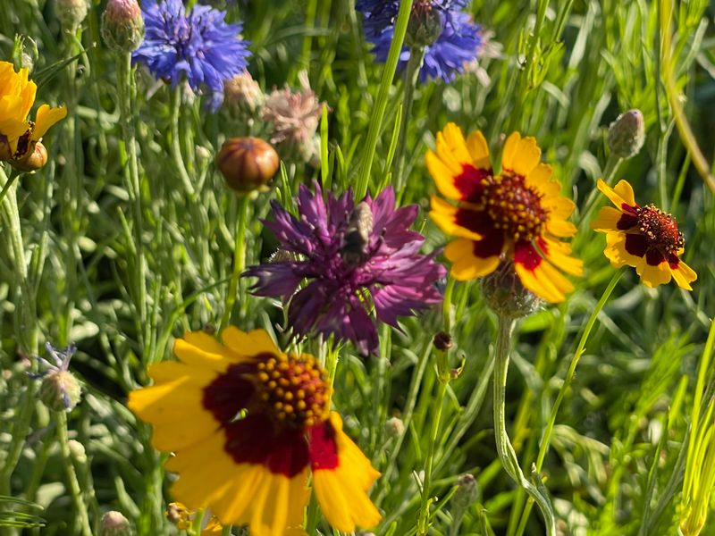 Plant For Season-Long Blooms